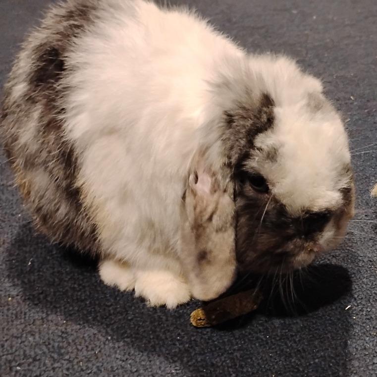 Fennel, a Adoptable Mini Lop in Madison, WI image 5/6