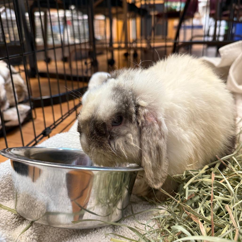 Fennel, a Adoptable Mini Lop in Madison, WI image 6/6