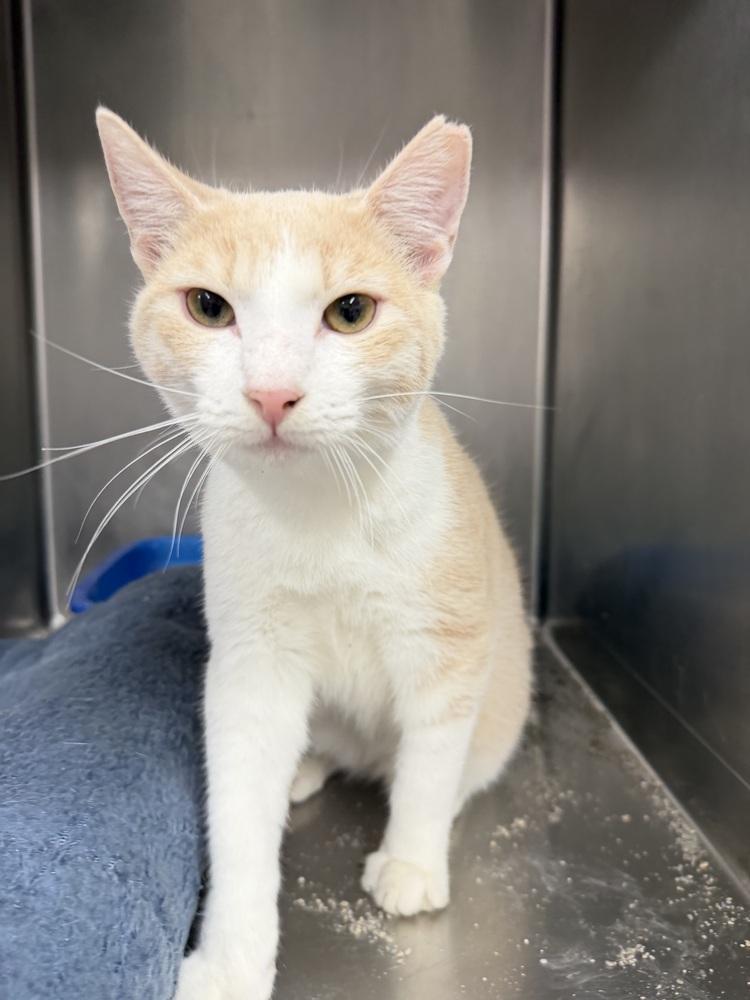 SAM, Adoptable, Young Male Domestic Short Hair.