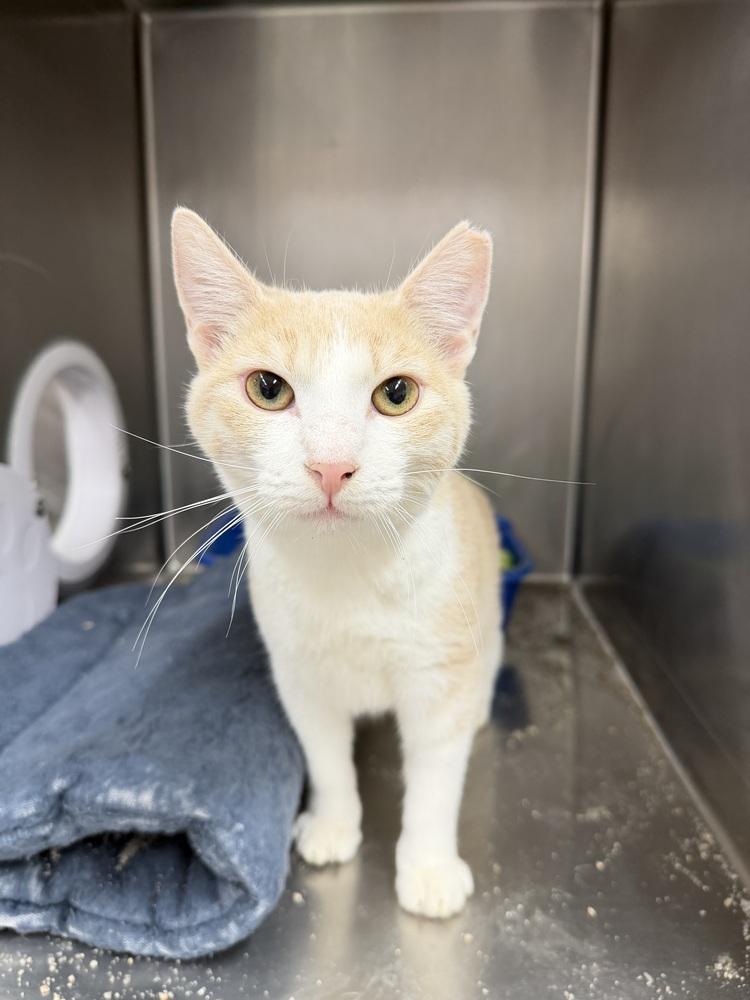 Enlarge SAM, a Adoptable mixed breed in Stockton, CA image 3/4