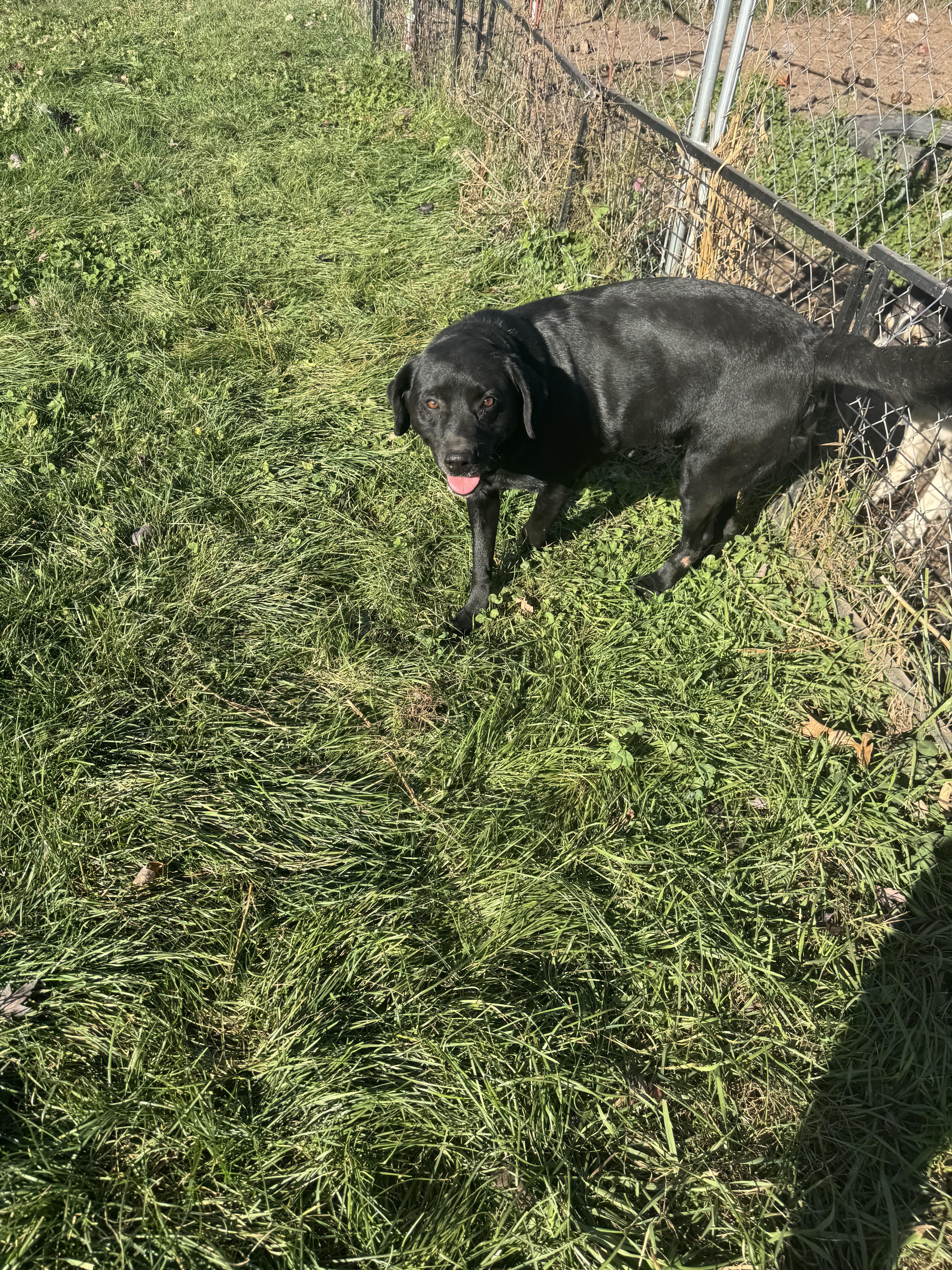 Enlarge Alexsis, a Adoptable Black Labrador Retriever in Glenwood City, WI image 4/4