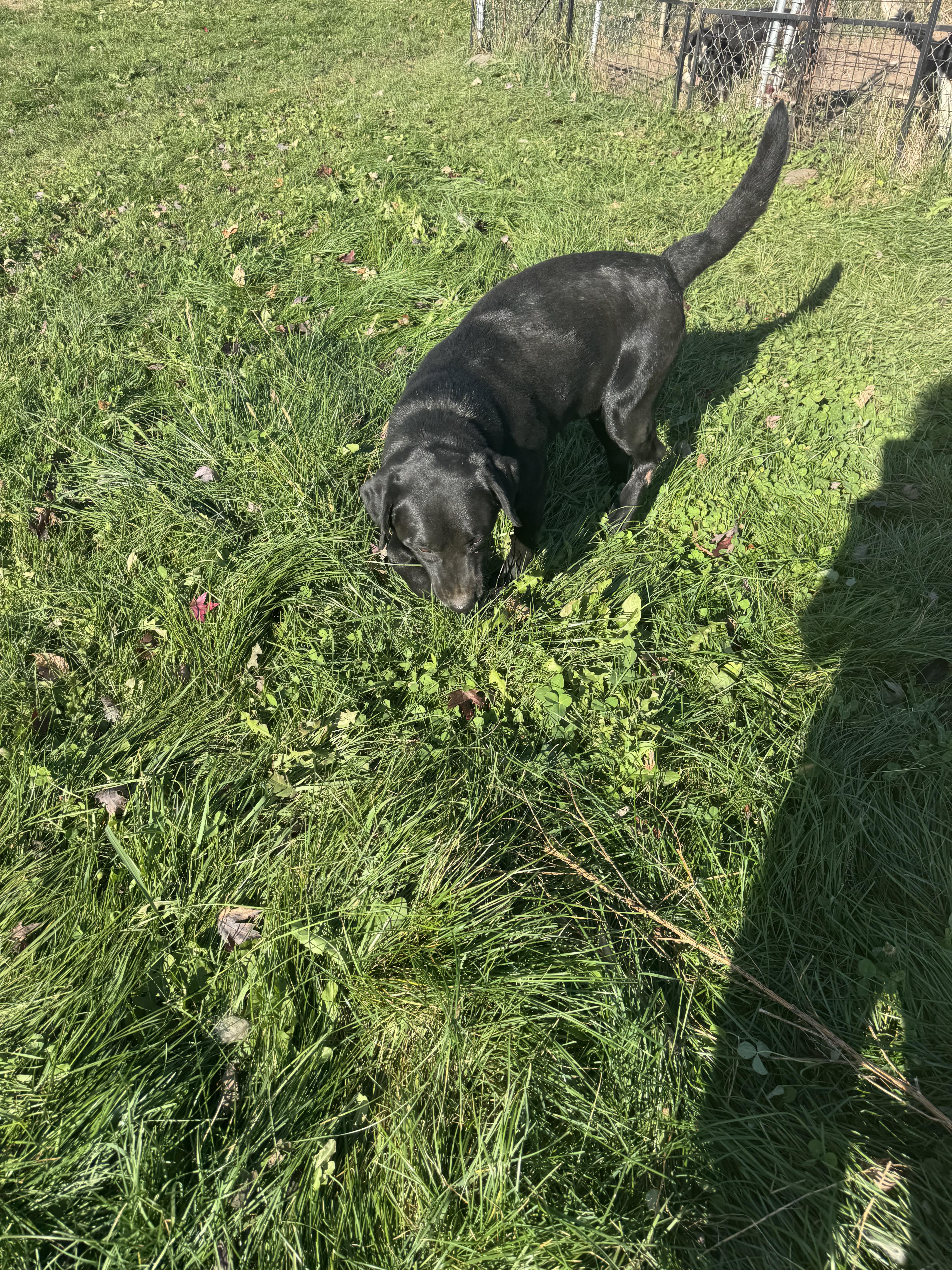 Enlarge Alexsis, a Adoptable Black Labrador Retriever in Glenwood City, WI image 3/4