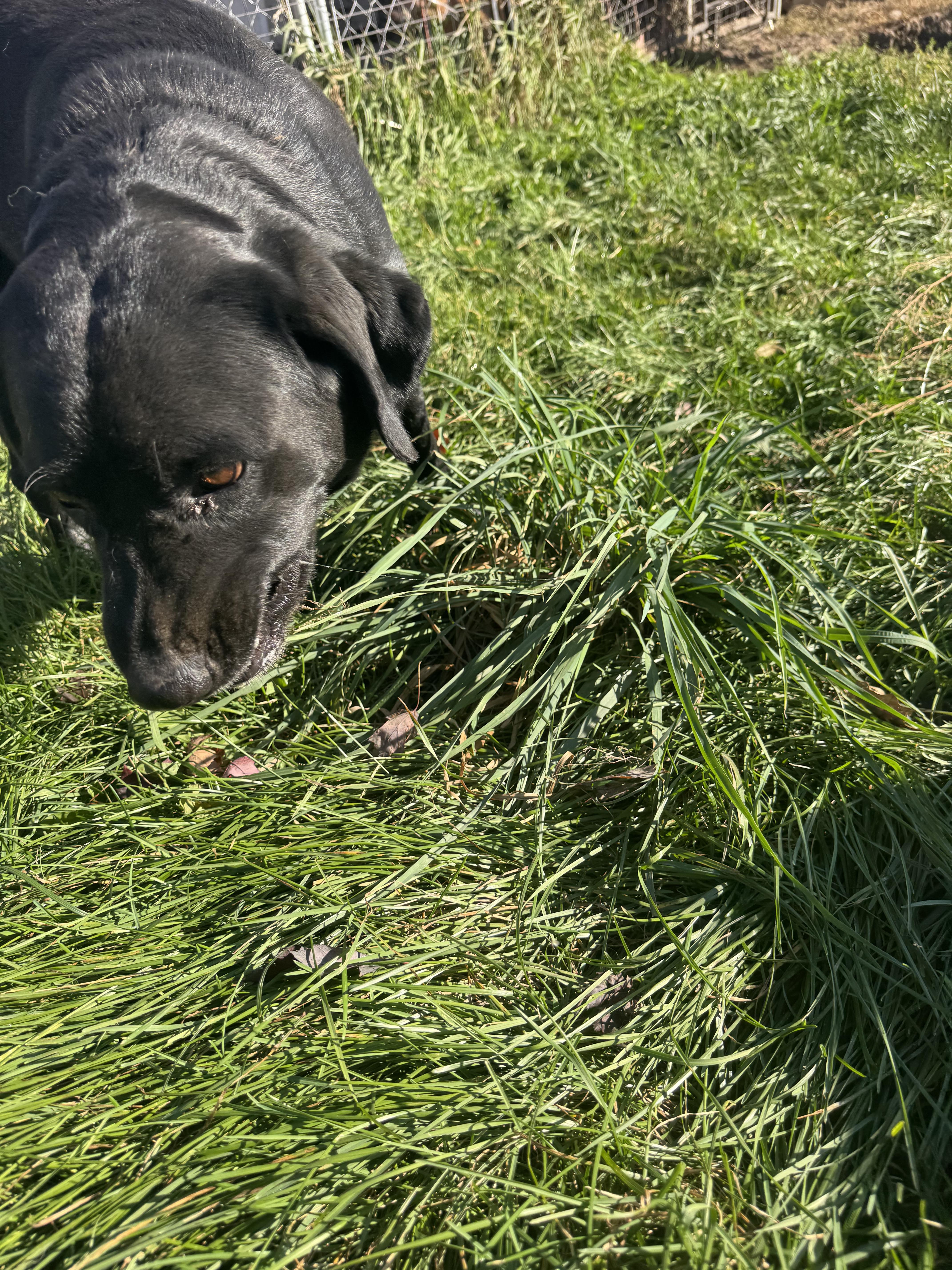 Enlarge Alexsis, a Adoptable Black Labrador Retriever in Glenwood City, WI image 2/4
