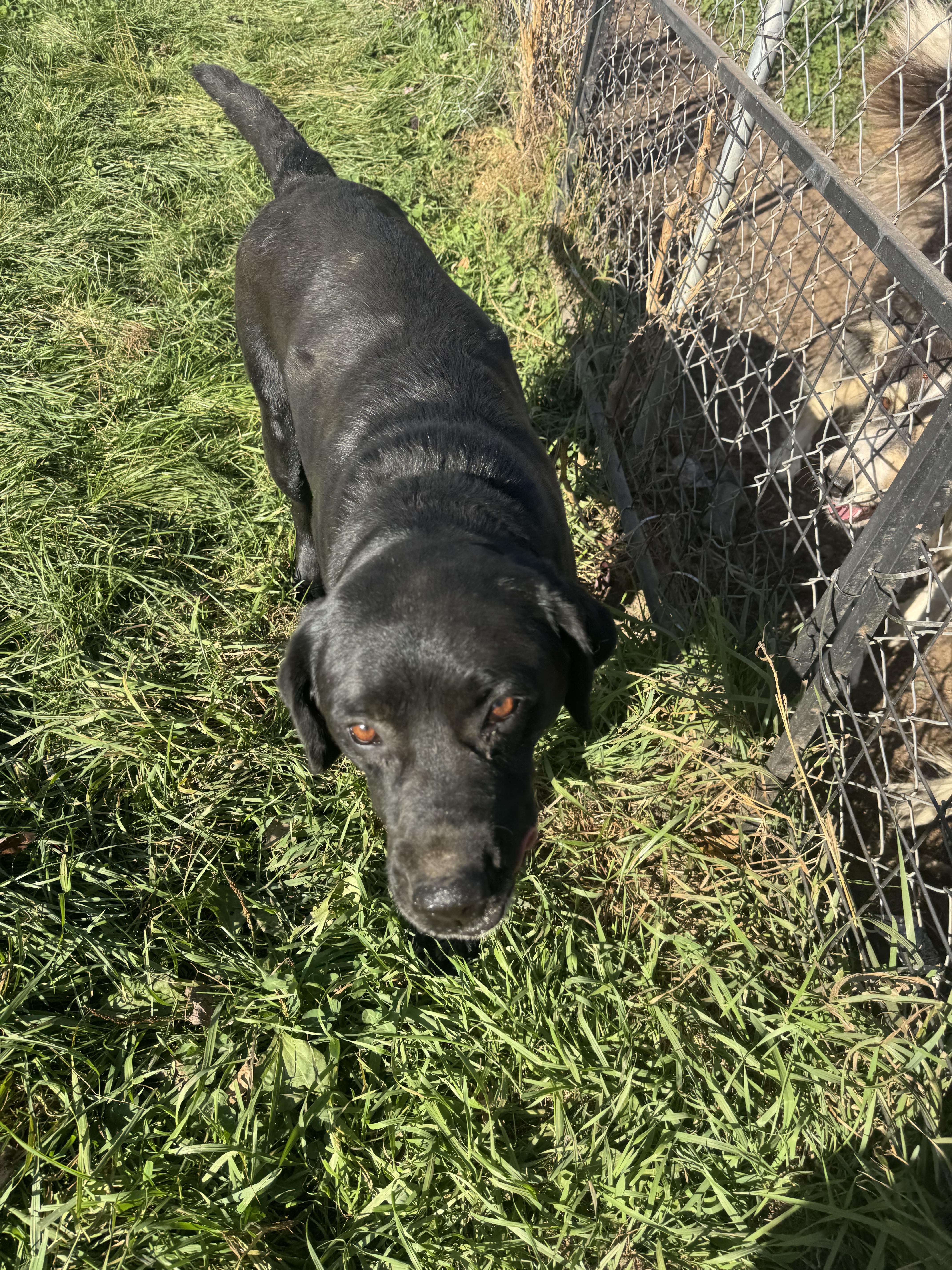 Alexsis, Adoptable, Adult Female Black Labrador Retriever.
