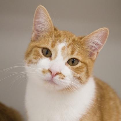 Desdemona, a Adoptable Domestic Short Hair in Verona, WI image 1/3