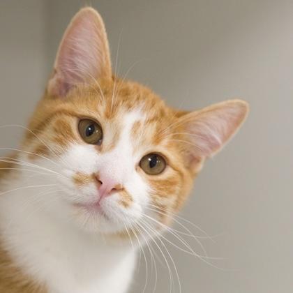 Desdemona, a Adoptable Domestic Short Hair in Verona, WI image 2/3