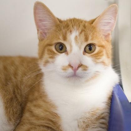 Desdemona, a Adoptable Domestic Short Hair in Verona, WI image 3/3