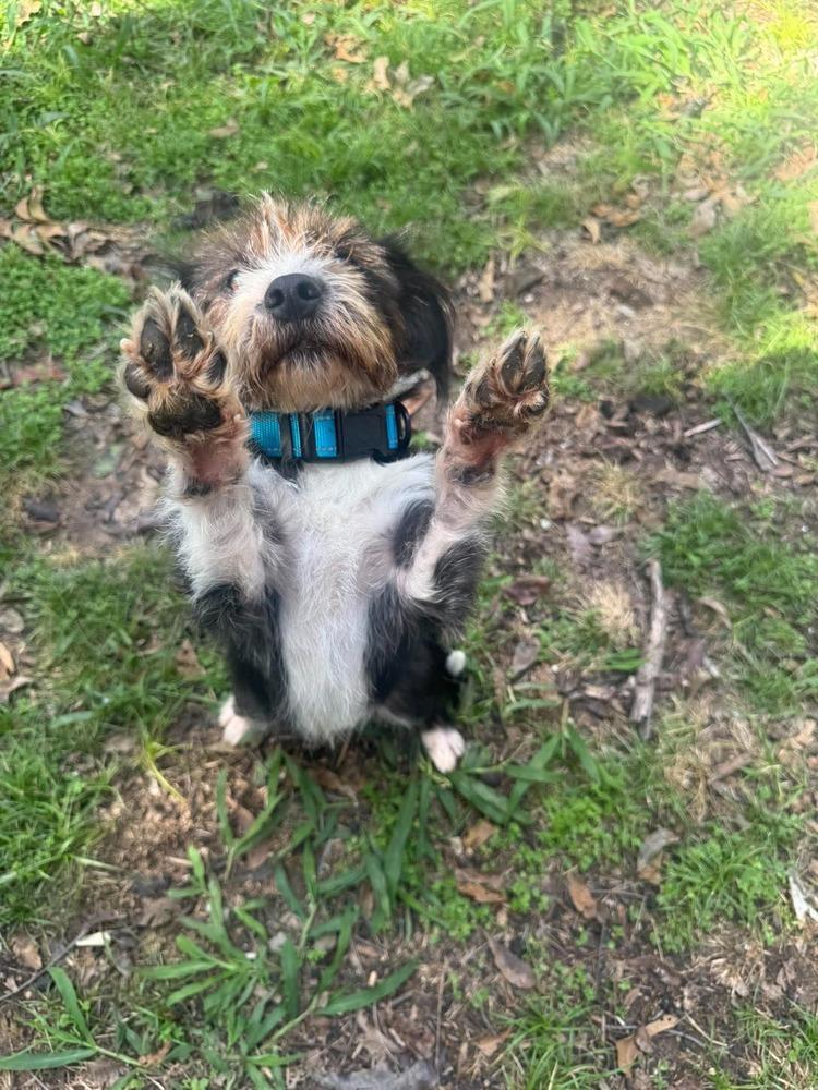 Enlarge Dolly, a Adoptable mixed breed in Shawnee, OK image 2/4