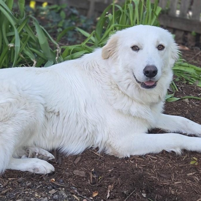 Enlarge Betty White, an adoptable mixed breed in Palatine, IL image 2/5