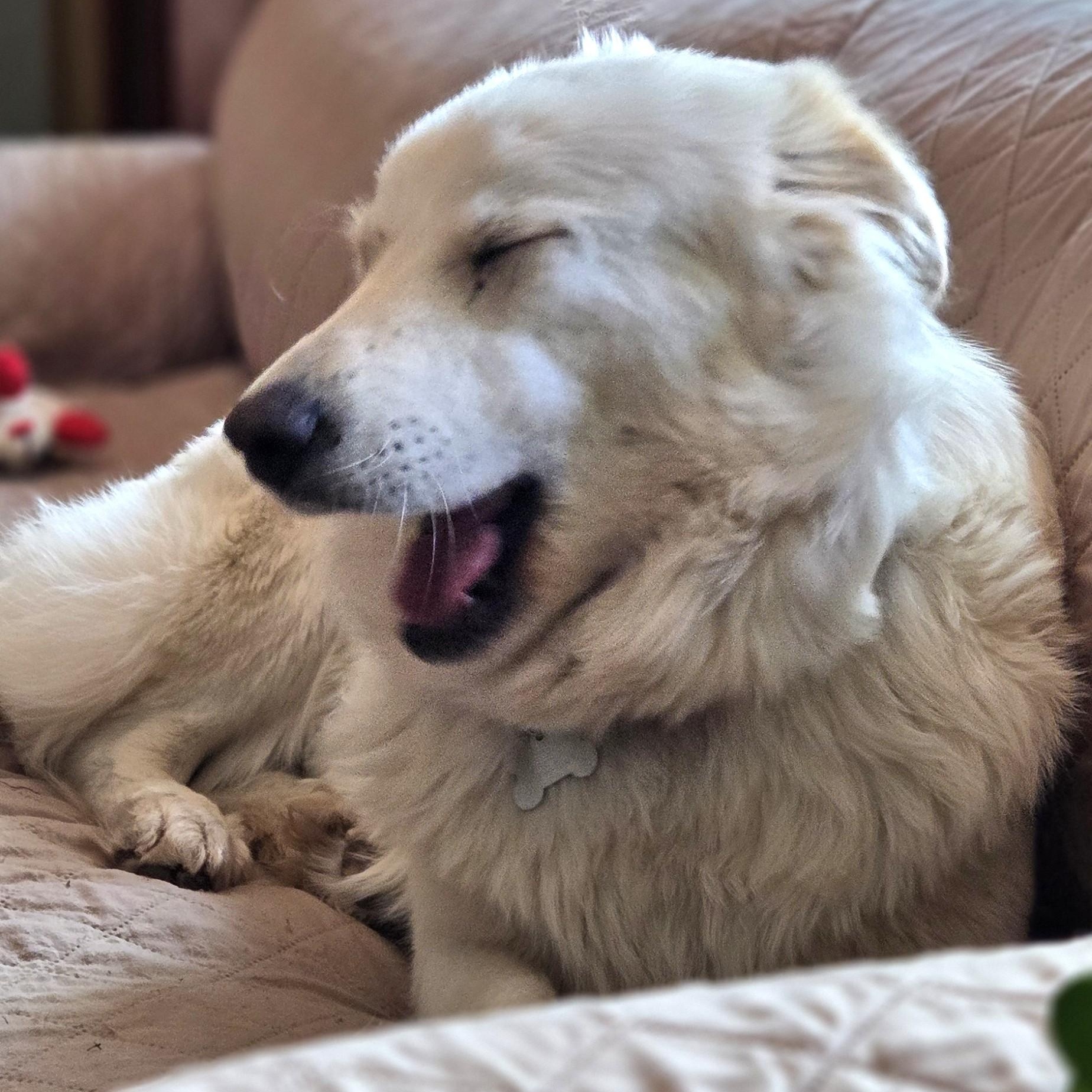 Enlarge Betty White, an adoptable mixed breed in Palatine, IL image 3/5