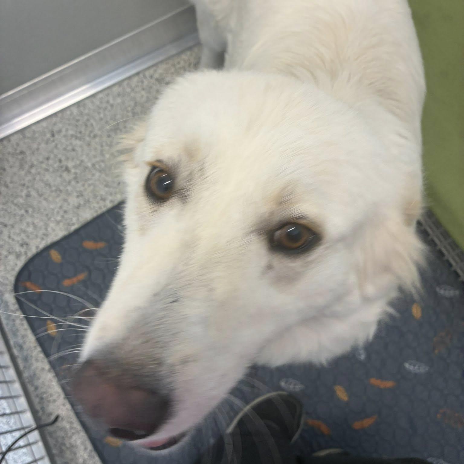 Enlarge Betty White, an adoptable mixed breed in Palatine, IL image 5/5