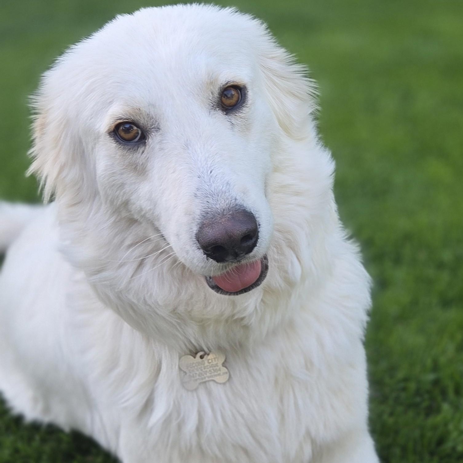 Betty White, adoptable, Young Female Retriever & Mixed Breed.