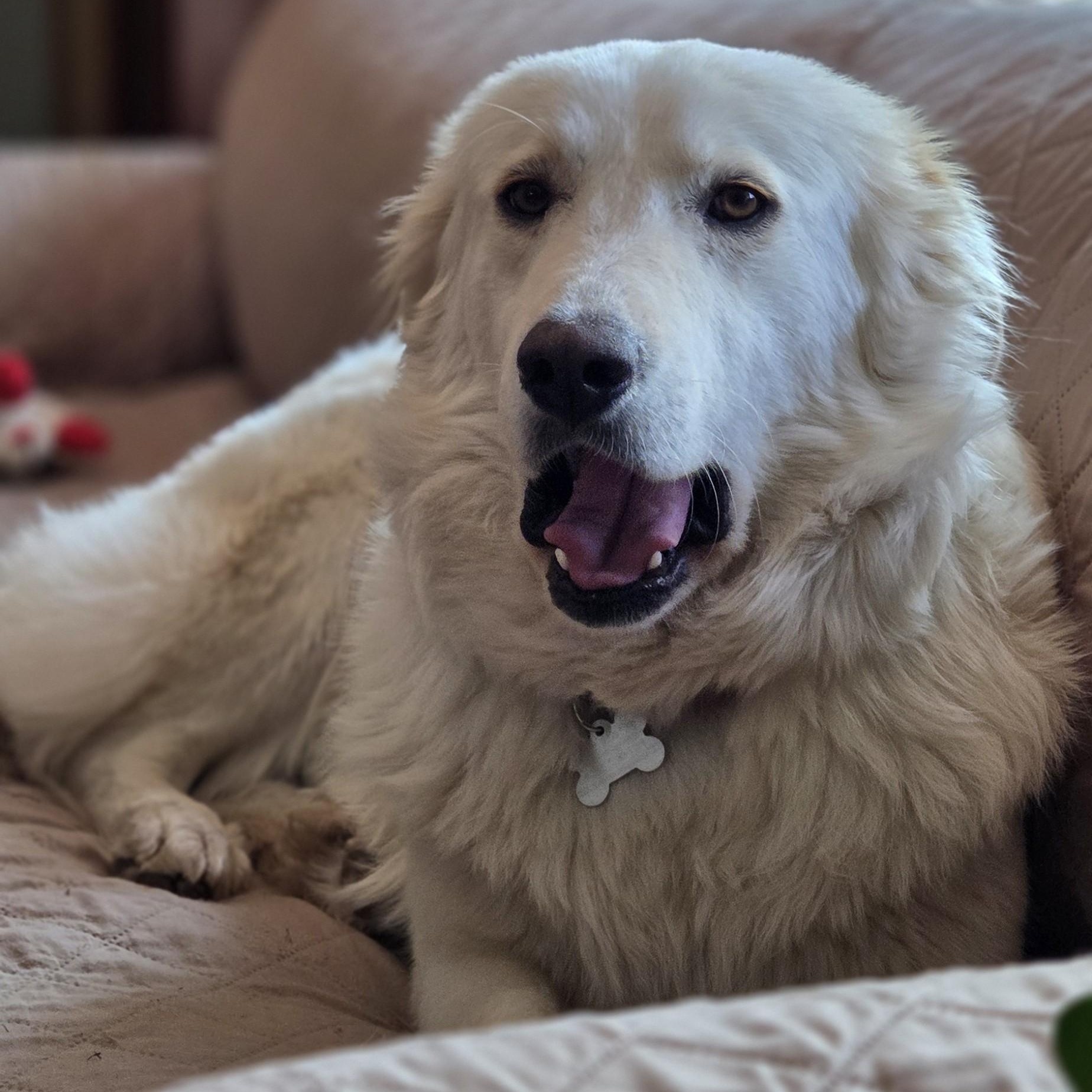 Enlarge Betty White, an adoptable mixed breed in Palatine, IL image 4/5