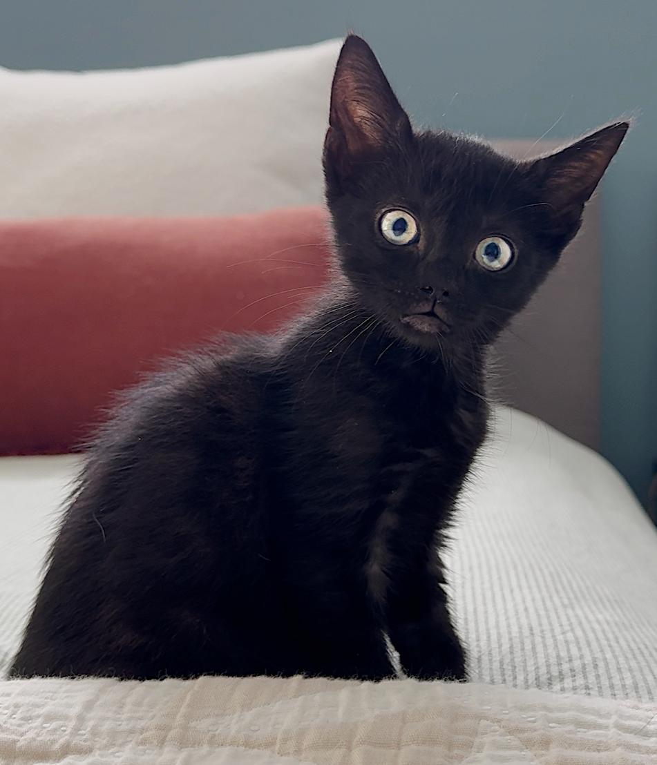 Abby Cadabby, Baby Female Domestic Short Hair
