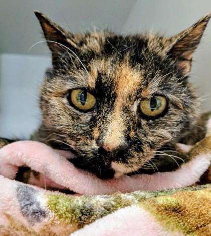 Enlarge Yzma, a Adoptable mixed breed in Fairfax, VA image 1/3