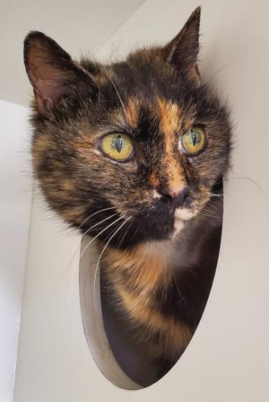 Enlarge Yzma, a Adoptable mixed breed in Fairfax, VA image 2/3