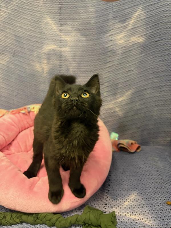 Binx, ADOPTABLE, Young Female Domestic Medium Hair.