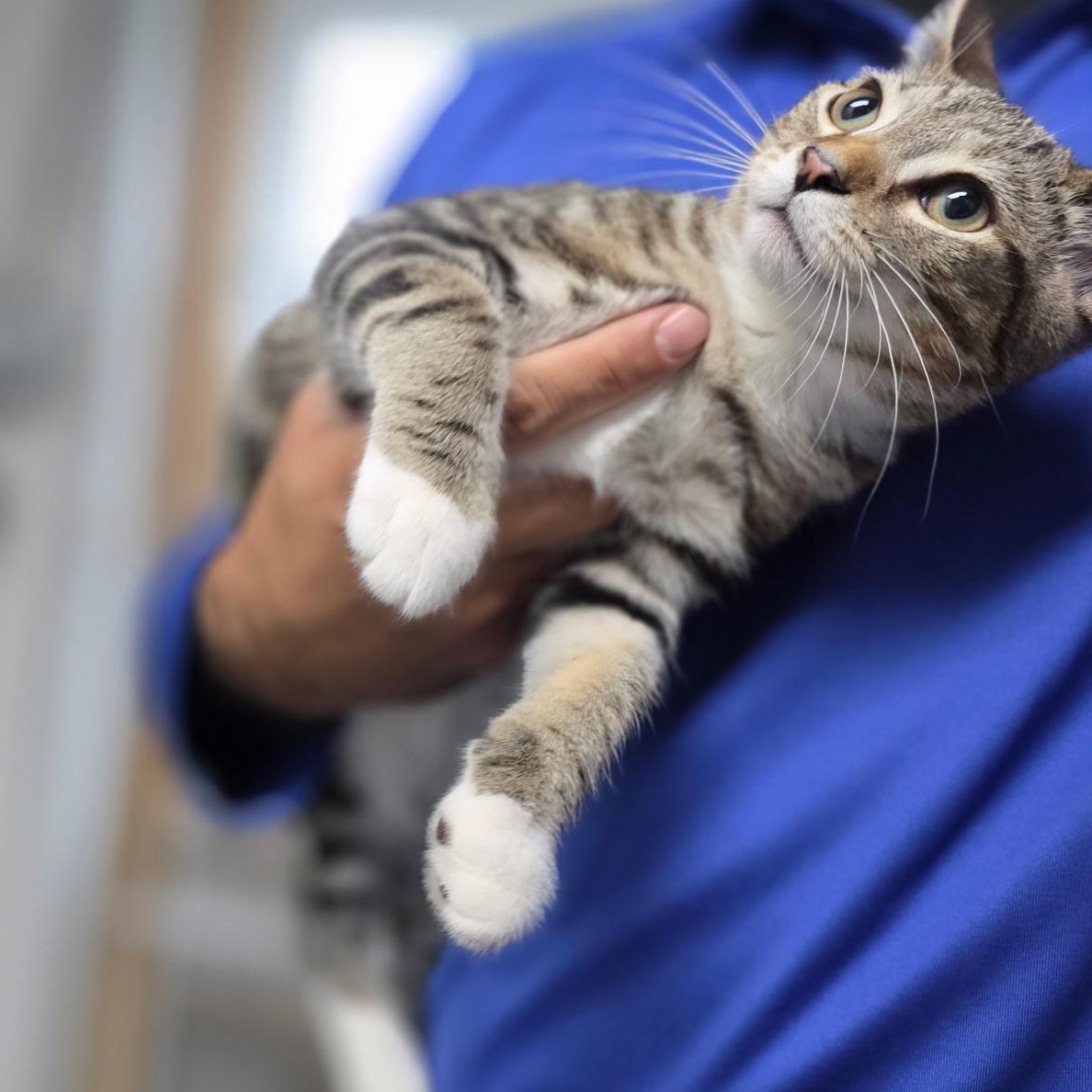 Enlarge Elvin & Esperanza, a ADOPTABLE Domestic Short Hair in College Park, MD image 2/4