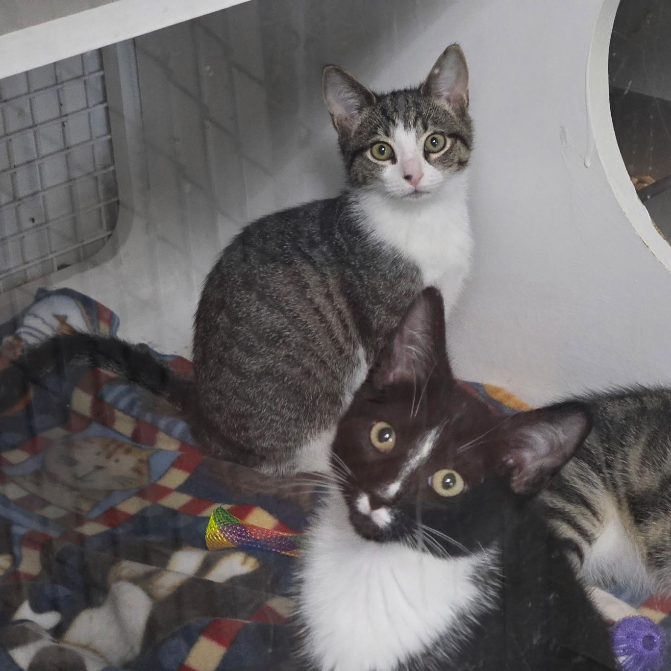 Enlarge Elvin & Esperanza, a ADOPTABLE Domestic Short Hair in College Park, MD image 1/4