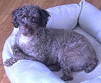 Spartan, a ADOPTABLE Miniature Poodle in Mount Airy, NC image 6/6
