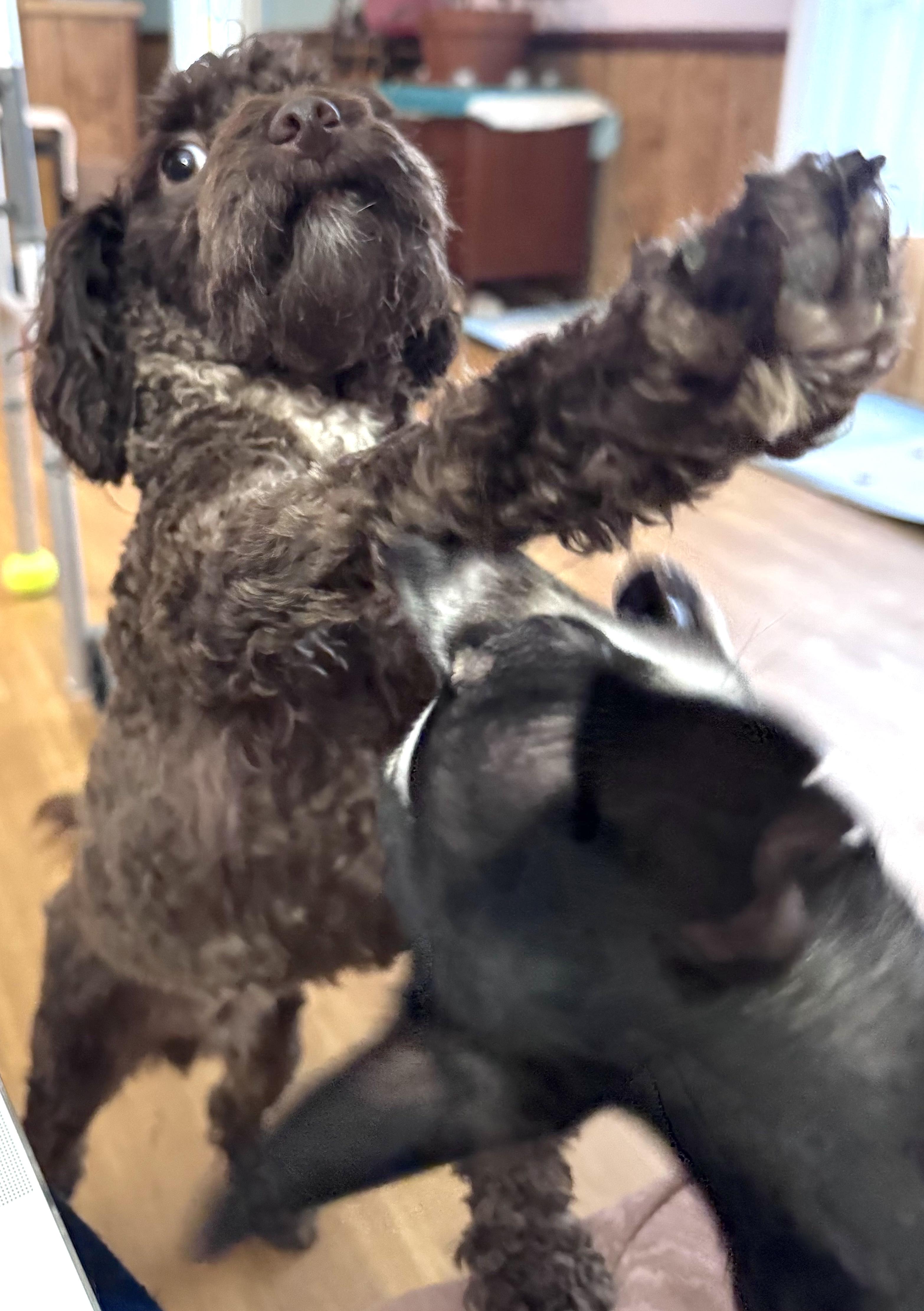 Spartan, a ADOPTABLE Miniature Poodle in Mount Airy, NC image 3/6