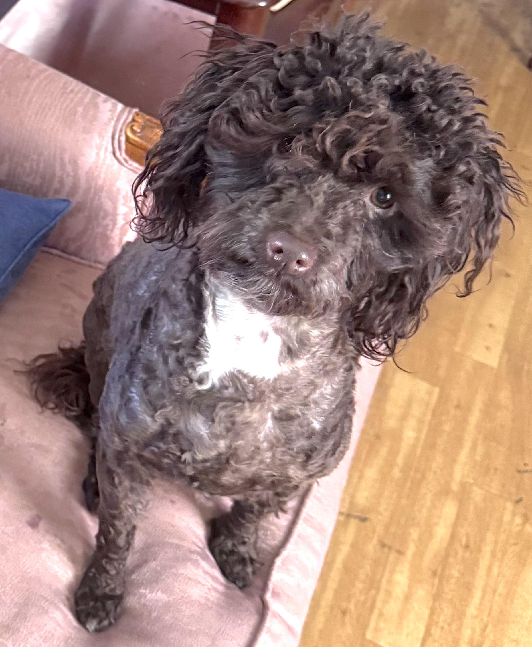Spartan, ADOPTABLE, Adult Male Miniature Poodle.