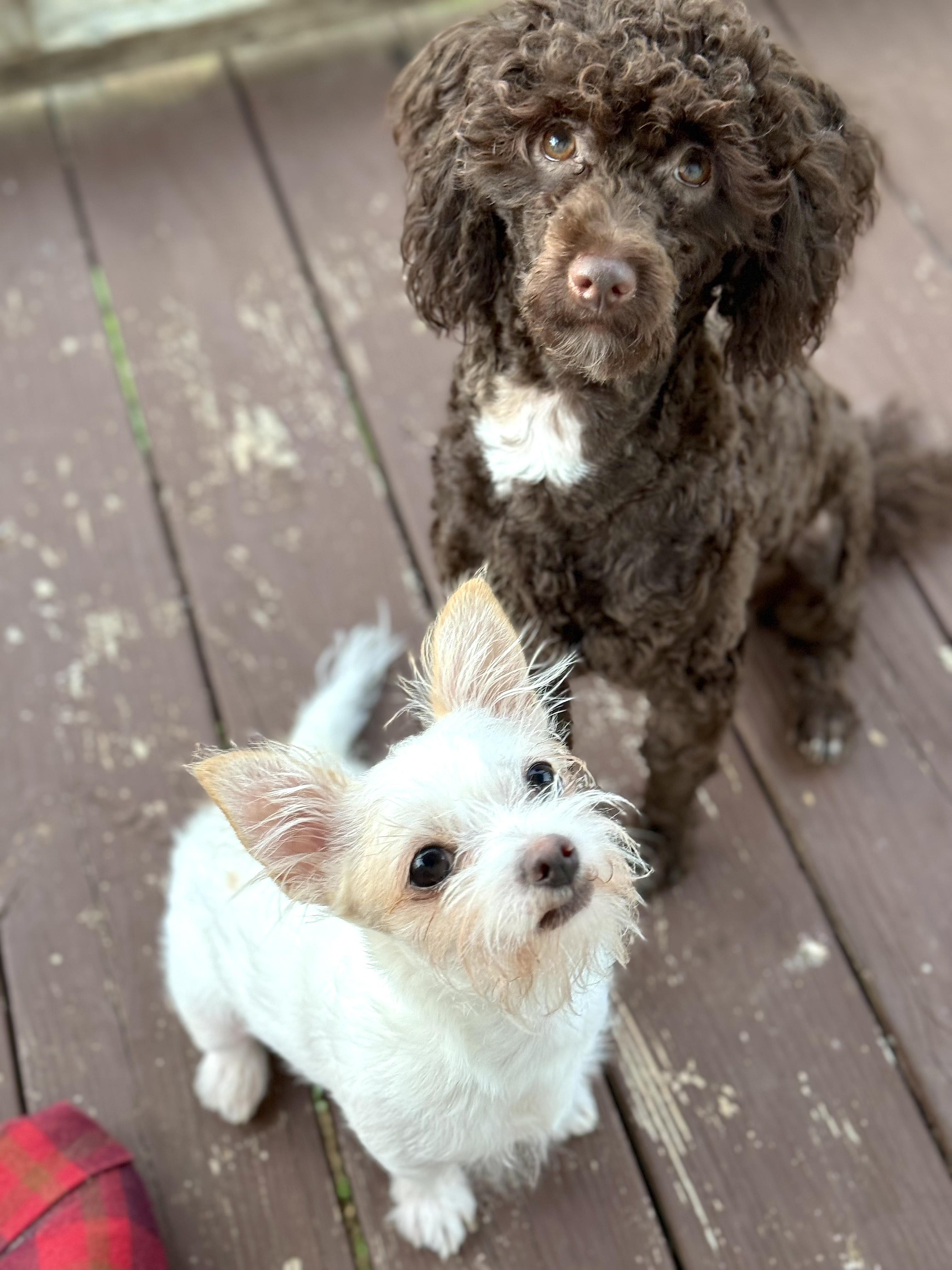 Spartan, a ADOPTABLE Miniature Poodle in Mount Airy, NC image 5/6