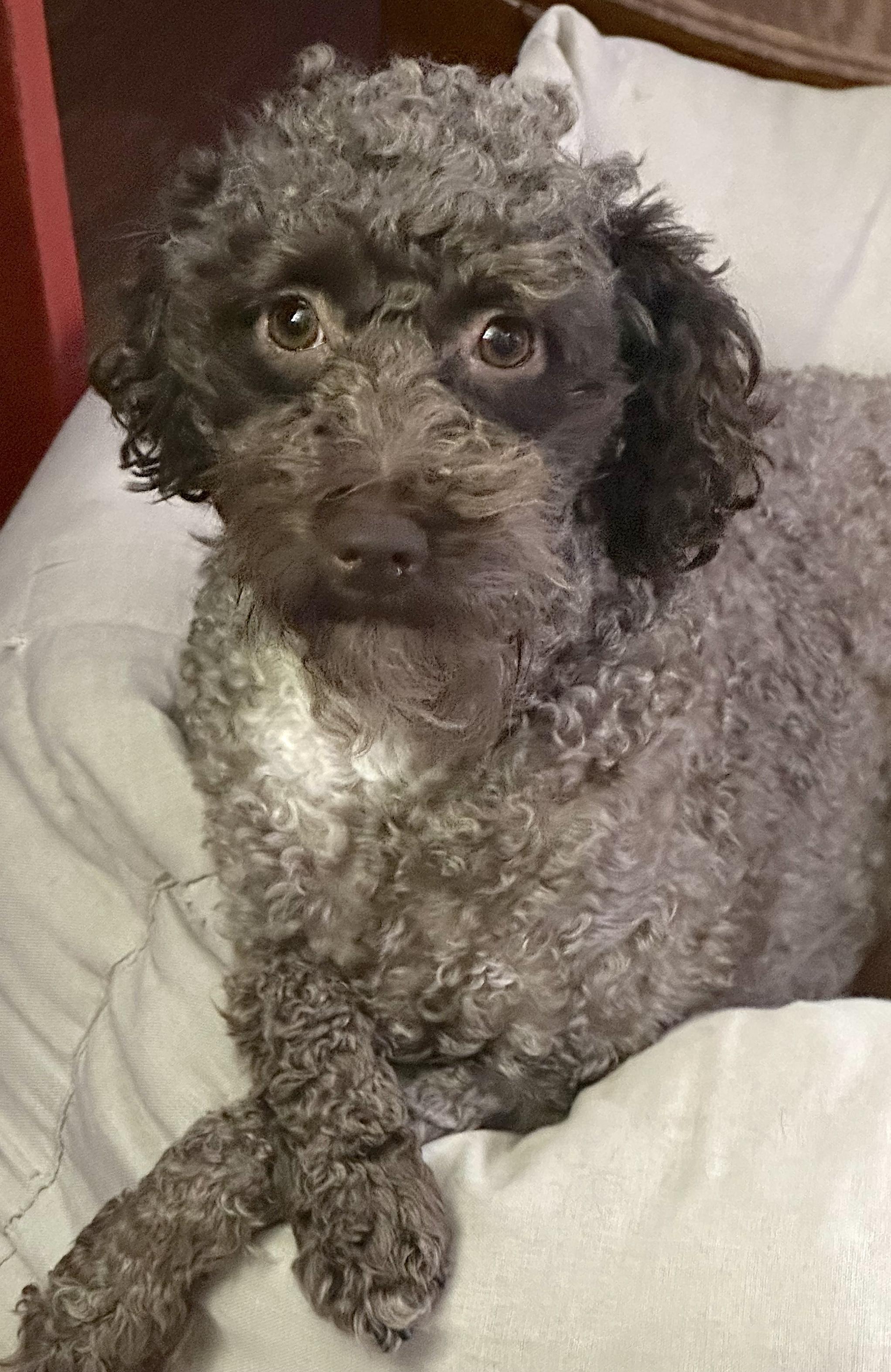 Spartan, a ADOPTABLE Miniature Poodle in Mount Airy, NC image 4/6