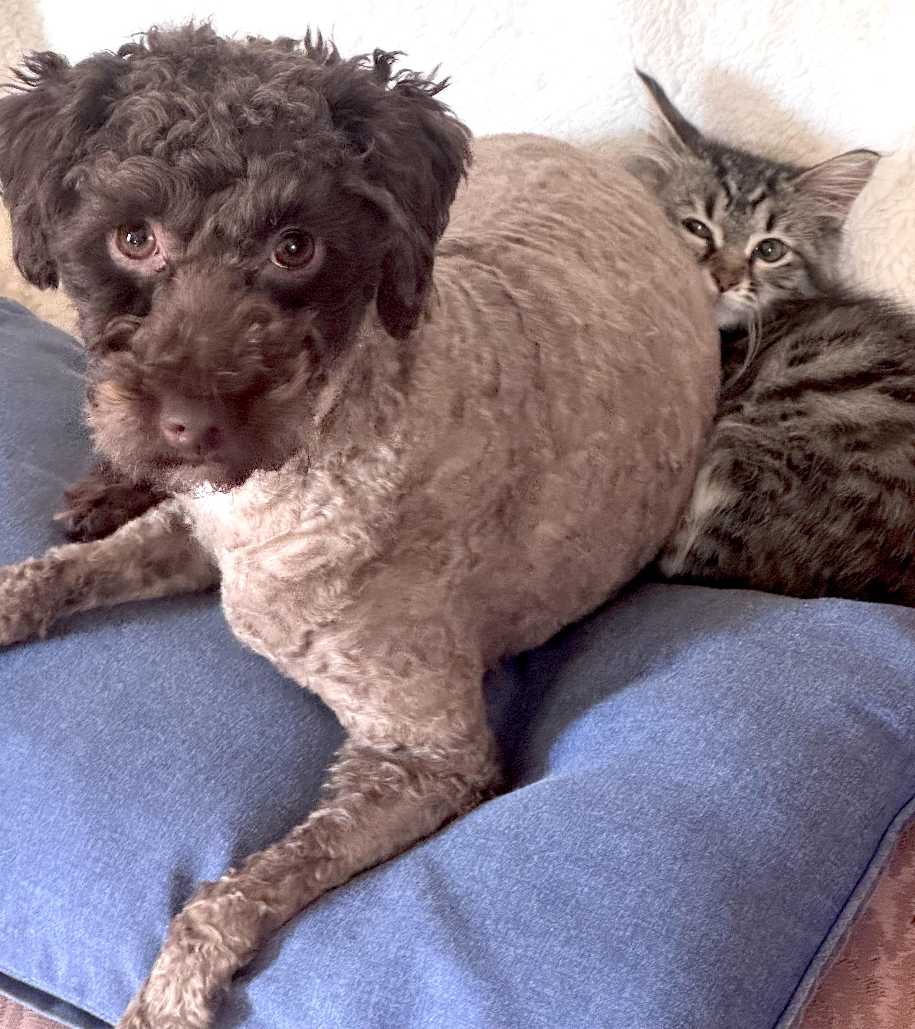 Spartan, a ADOPTABLE Miniature Poodle in Mount Airy, NC image 2/6