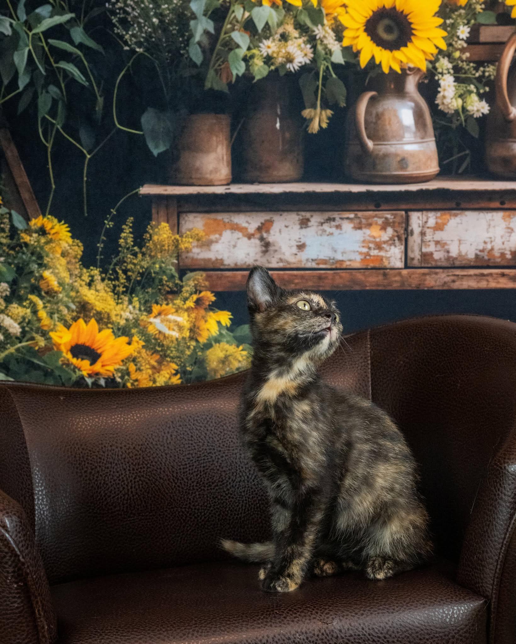 Libra, an adopted Domestic Short Hair in Lapeer, MI image 2/5
