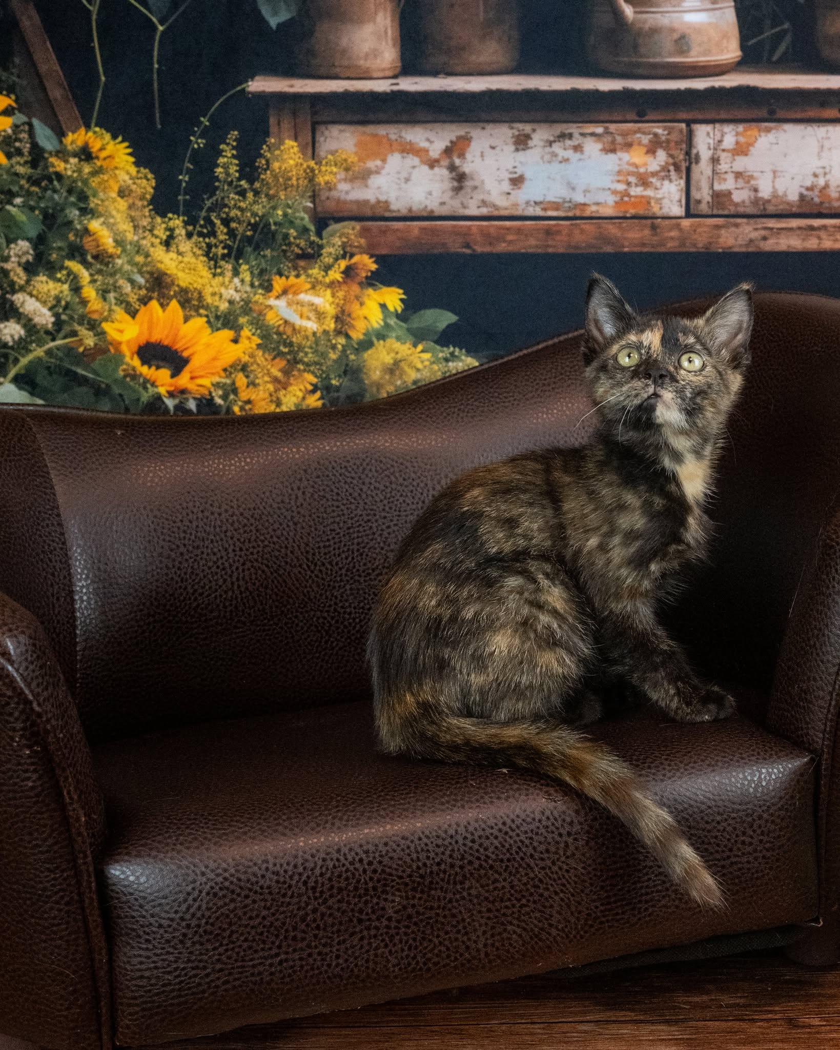 Libra, an adopted Domestic Short Hair in Lapeer, MI image 3/5