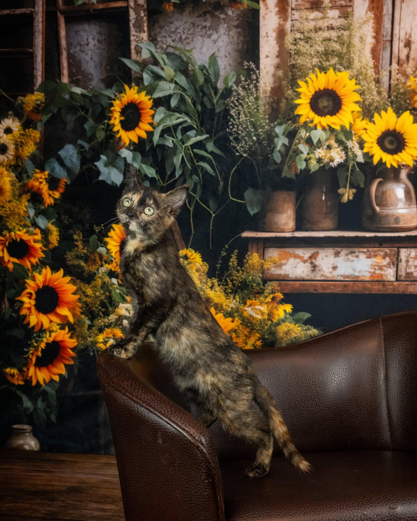 Libra, an adopted Domestic Short Hair in Lapeer, MI image 5/5