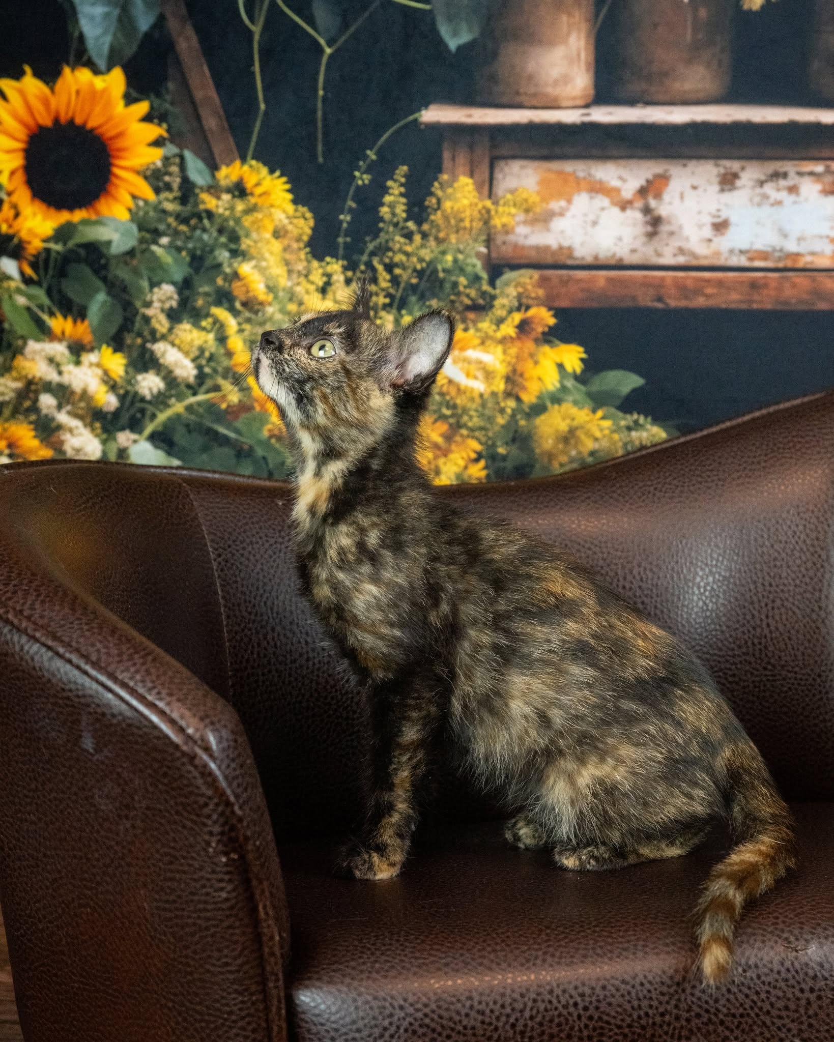 Libra, adopted, Kitten Female Domestic Short Hair.