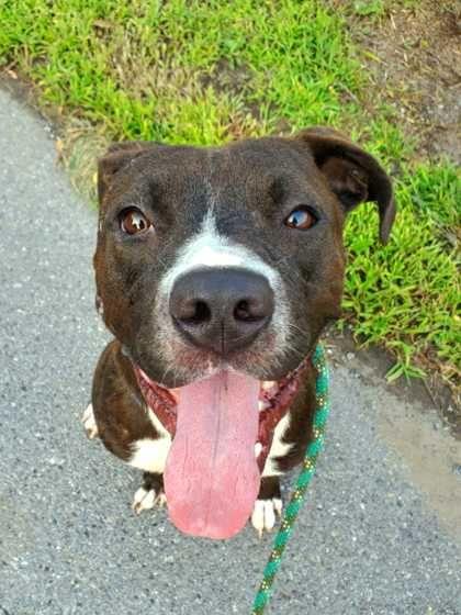 Zeus, Adoptable, Adult Male American Staffordshire Terrier.