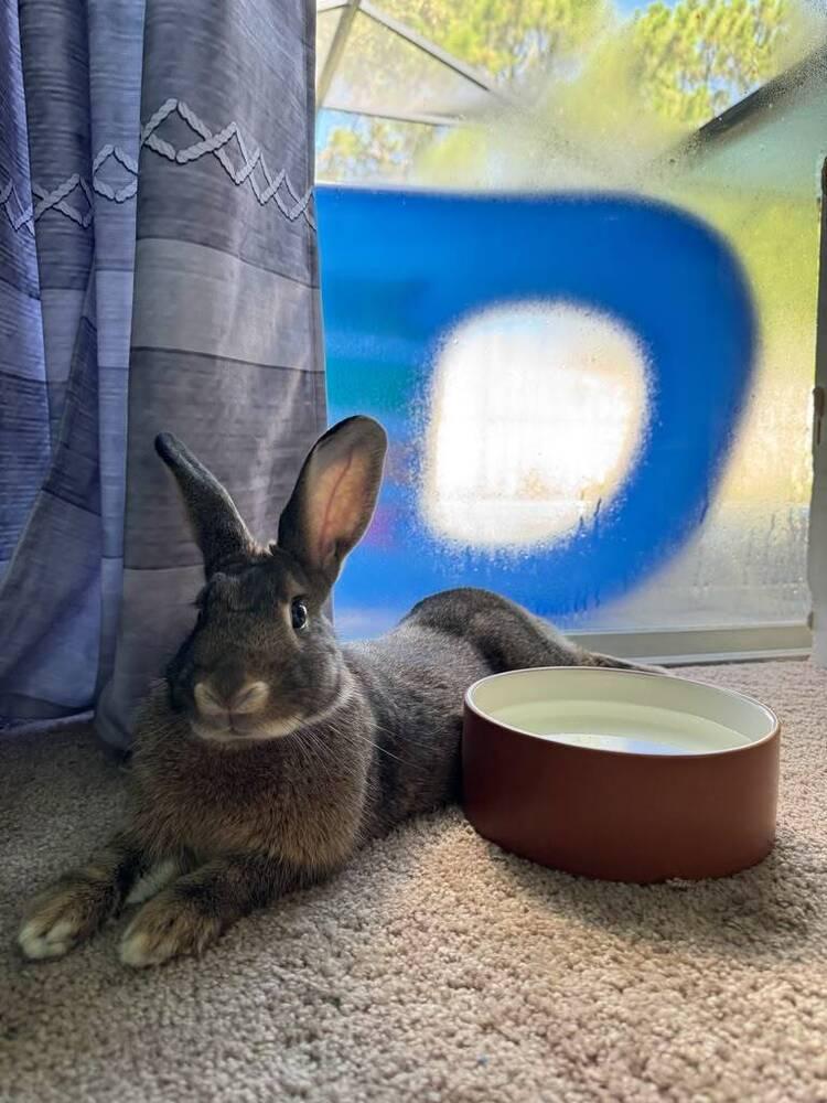 Enlarge Boba, a Adoptable American in Melbourne, FL image 1/5