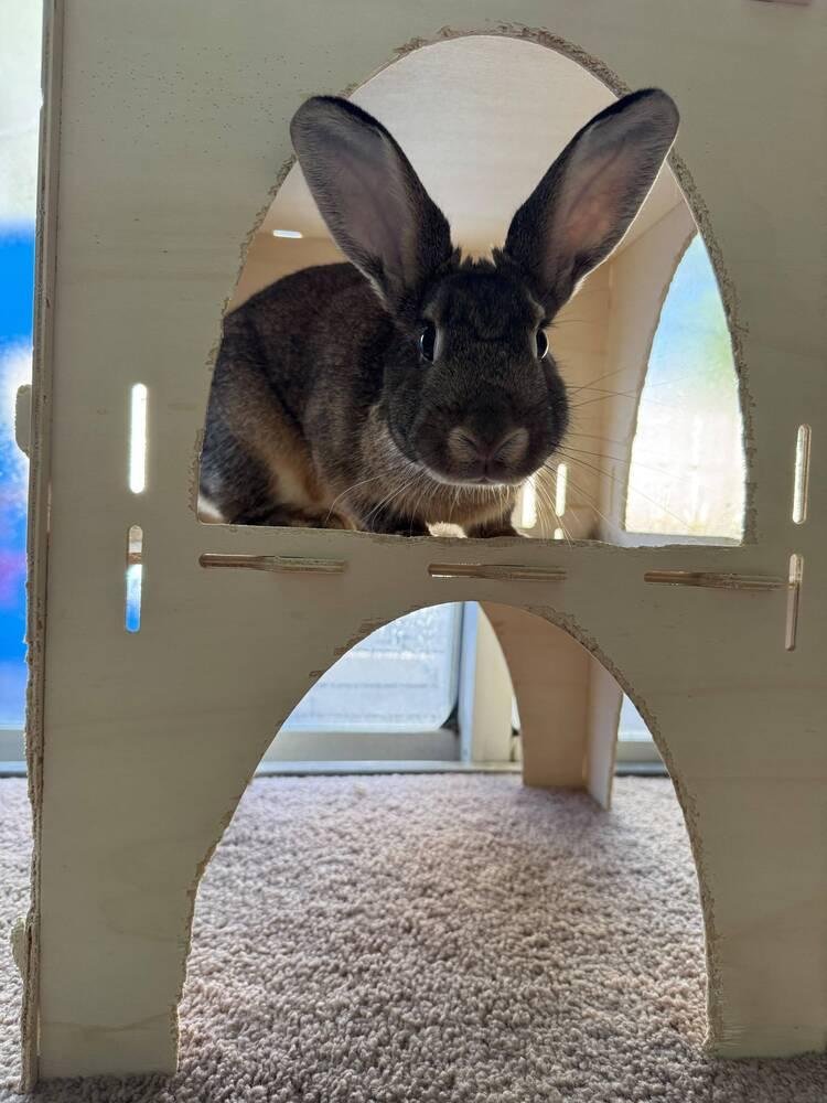 Enlarge Boba, a Adoptable American in Melbourne, FL image 3/5