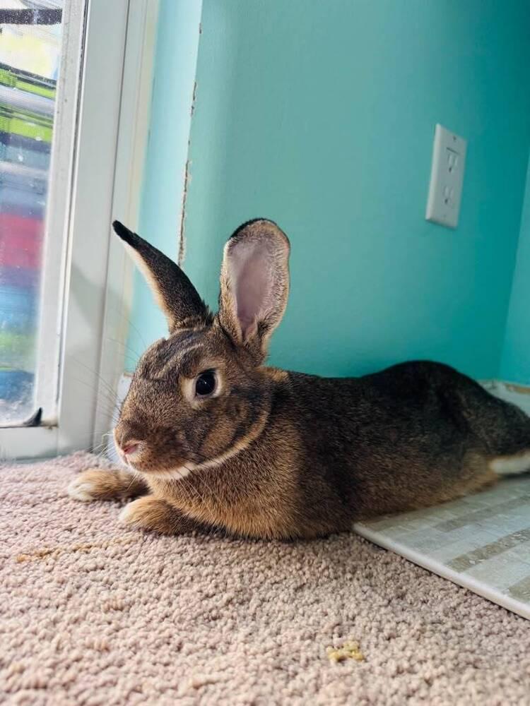 Enlarge Boba, a Adoptable American in Melbourne, FL image 4/5