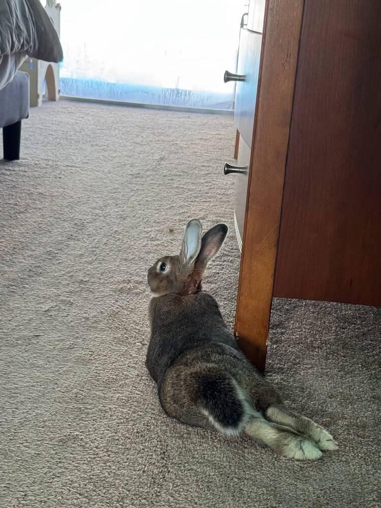 Enlarge Boba, a Adoptable American in Melbourne, FL image 5/5