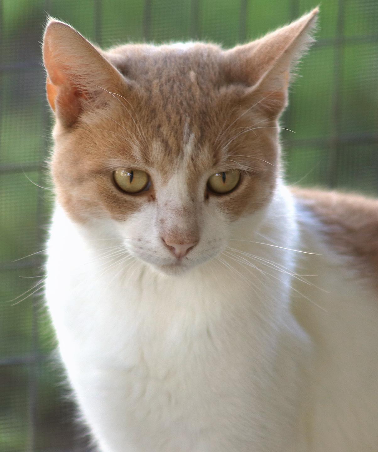Ozzy, Young Male unknown