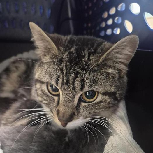 Chocolate, Adoptable, Adult Female Domestic Short Hair.