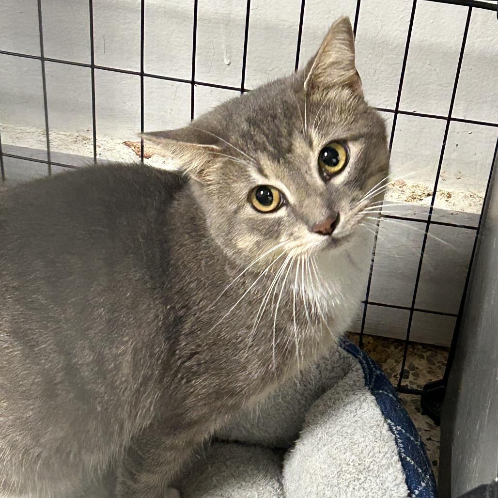 Blizzard, Adoptable, Adult Male Domestic Short Hair.