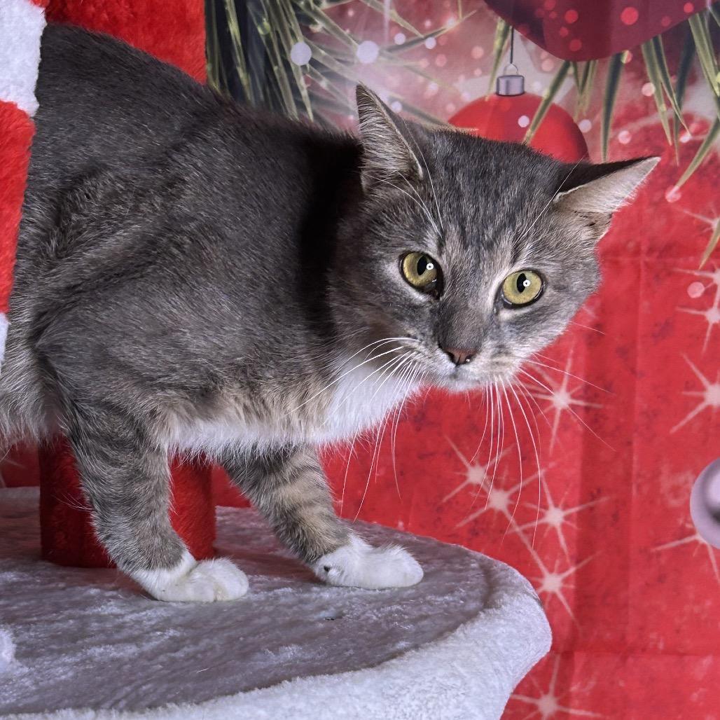 Blizzard, a Adoptable Domestic Short Hair in Brownsboro, AL image 2/3
