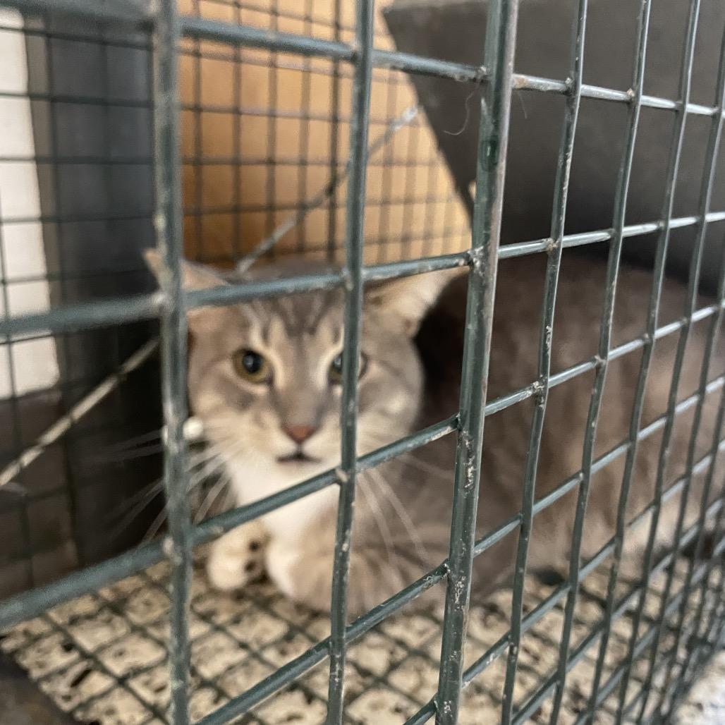 Blizzard, a Adoptable Domestic Short Hair in Brownsboro, AL image 3/3