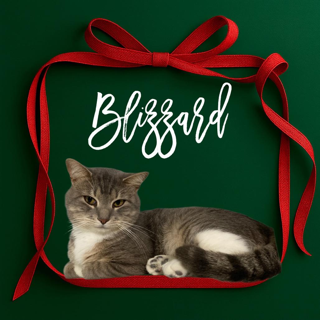 Enlarge Blizzard, a Adoptable Domestic Short Hair in Brownsboro, AL image 3/3