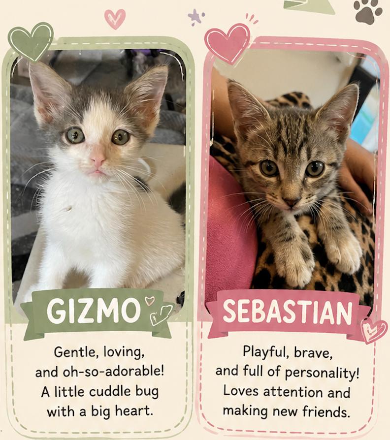 Gizmo and Sebastian, adopted, Young Male Domestic Medium Hair.