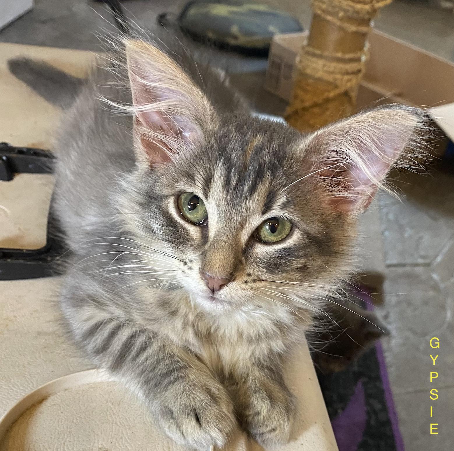 Kittens, Kittens, Kittens, ADOPTABLE, Young Female Maine Coon & Domestic Medium Hair.