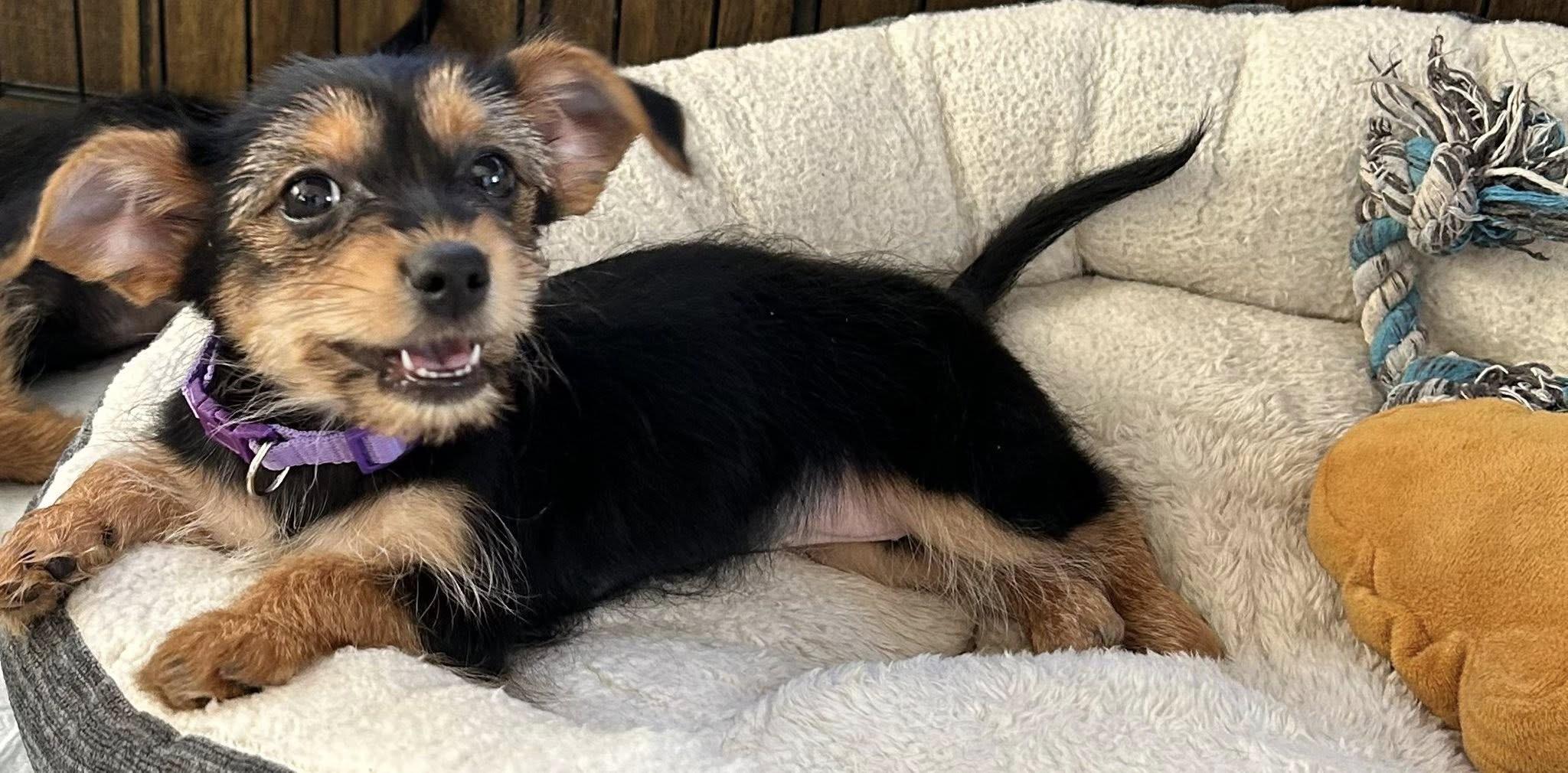 Tinker Bell, a ADOPTABLE mixed breed in Marlton, NJ image 3/4