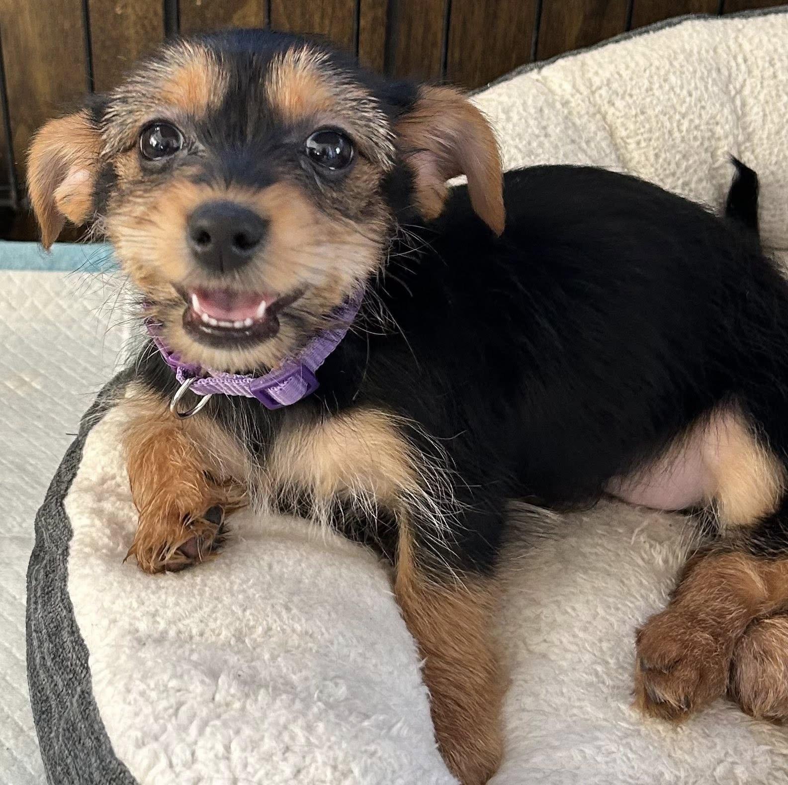Tinker Bell, a ADOPTABLE mixed breed in Marlton, NJ image 2/4