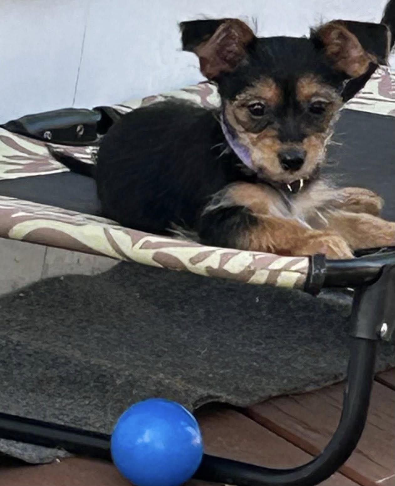 Tinker Bell, a ADOPTABLE mixed breed in Marlton, NJ image 1/4