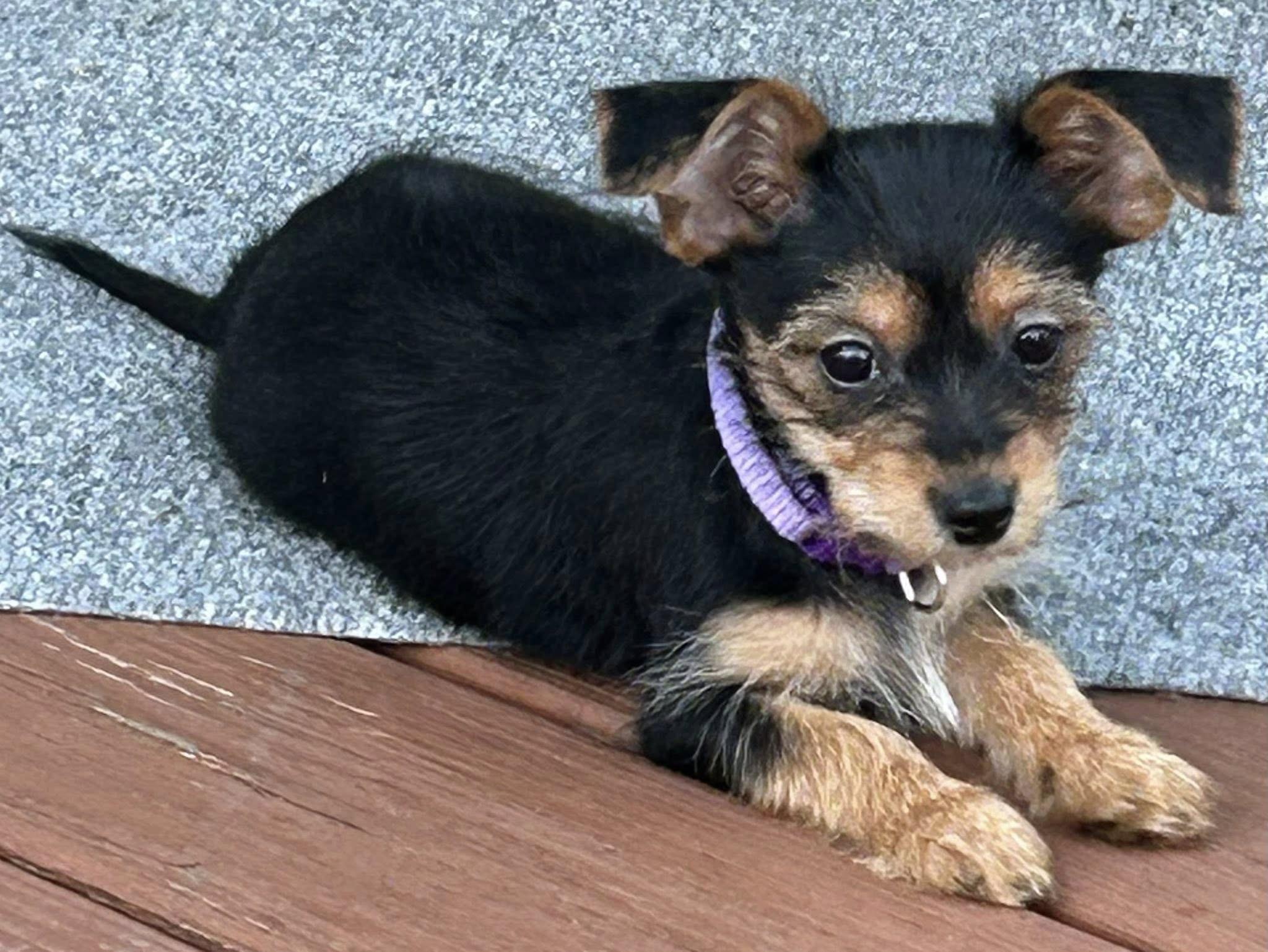 Tinker Bell, a ADOPTABLE mixed breed in Marlton, NJ image 4/4